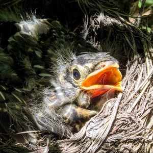 Meet your Posher, Virginia